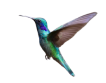 Image of a hummingbird
